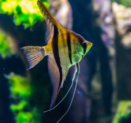 5 dingen die niet mogen ontbreken in een aquarium
